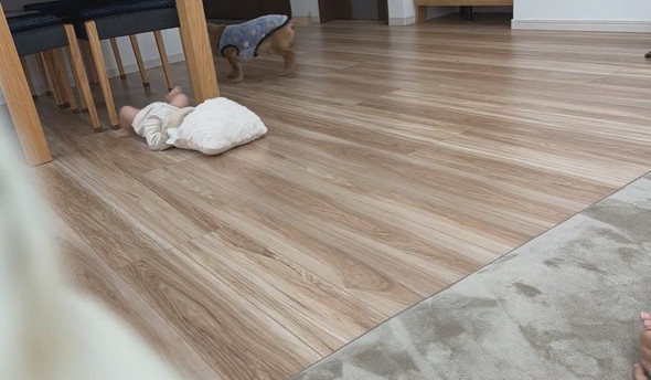 背ばいで進む赤ちゃんとウロチョロするワンコ