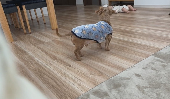 背ばいで進む赤ちゃんとウロチョロするワンコ