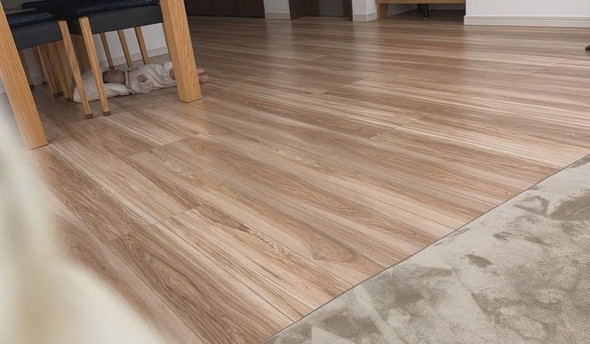 背ばいで進む赤ちゃんとウロチョロするワンコ