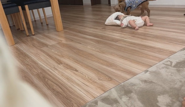 背ばいで進む赤ちゃんとウロチョロするワンコ