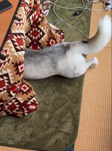 さらにこたつの中へ進むワンコ