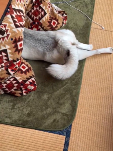 リラックスモードの後ろ足としっぽ