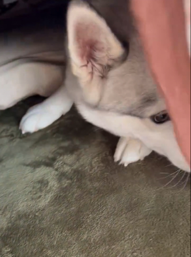 こたつの中を満喫するワンコ