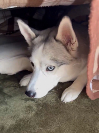 最強寒波は寒すぎると訴えるワンコ