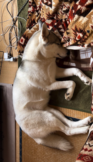 最強寒波前のシベリアン・ハスキー