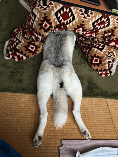 最強寒波後のシベリアン・ハスキー