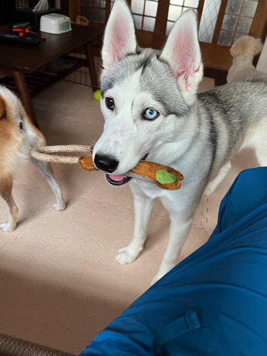 遊びに誘うワンコ