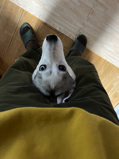 独特な暖のとり方をするワンコ