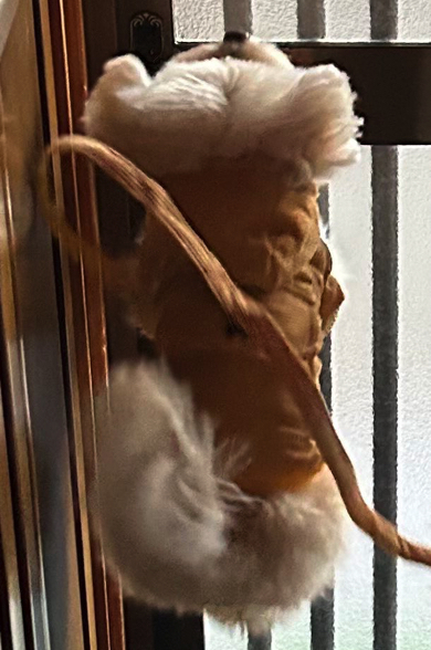 全身から喜びが溢れ出るワンコ