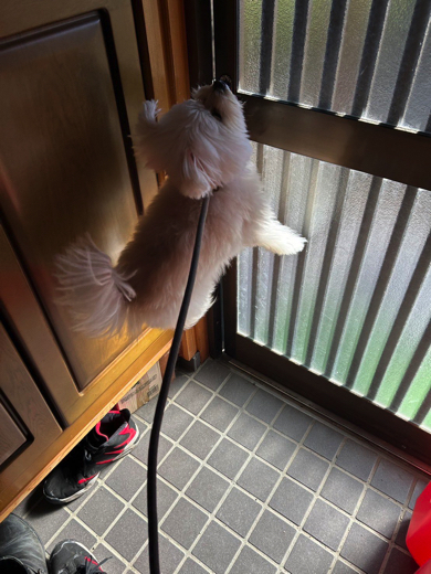 別の日もジャンプで喜びを表現するワンコ