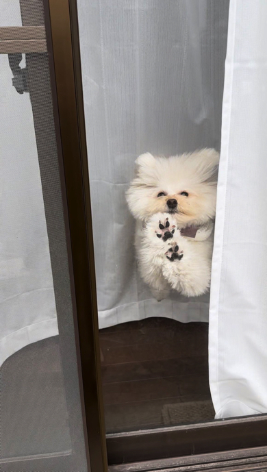 ジャンプでお出迎えするワンコ