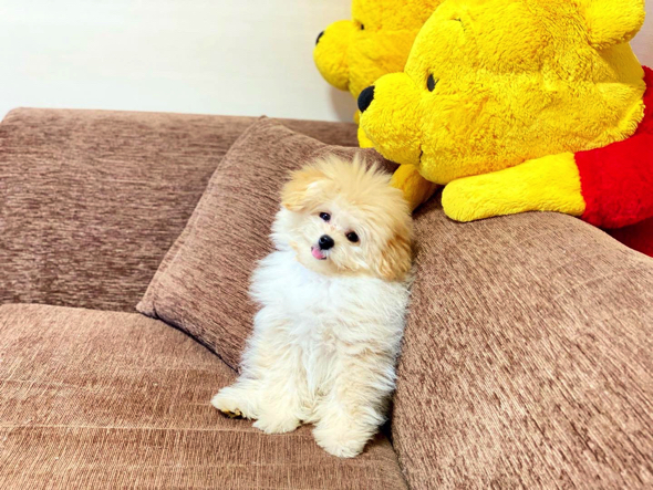 首を傾げるかわいいワンコ