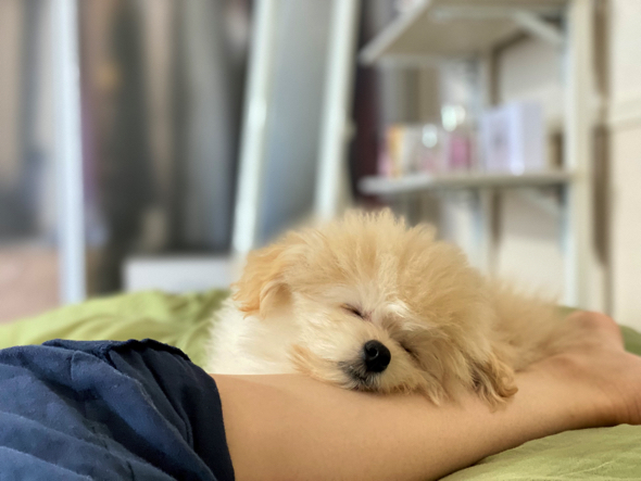 飼い主の足の上で爆睡をするワンコ