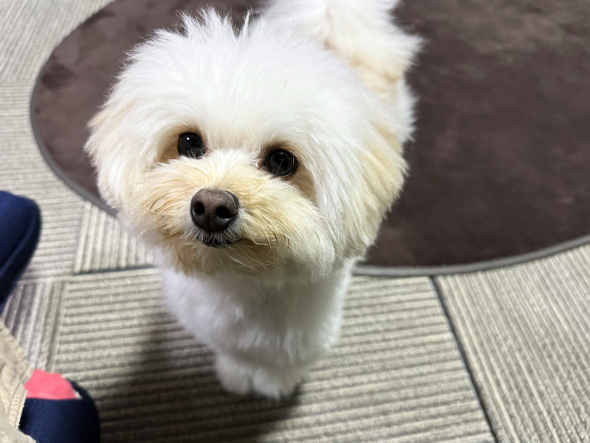 前足ピシっとそろえるワンコ