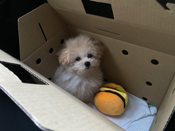 お迎え当日のワンコ