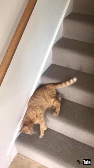 階段を滑り降りる猫