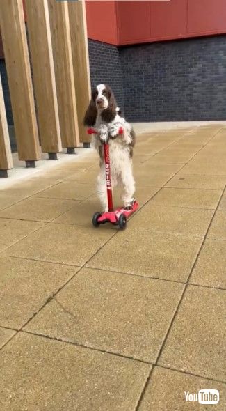 カッコよくスクーターを操るボニー