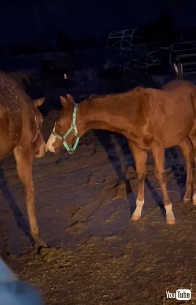 馬をサプライズプレゼント