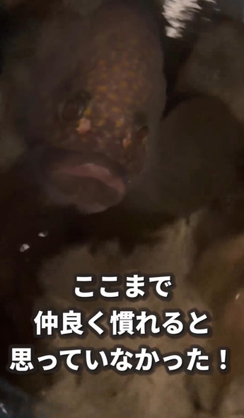 仲良くなったキジハタ