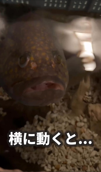 仲良くなったキジハタ