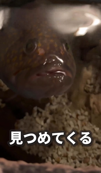 仲良くなったキジハタ