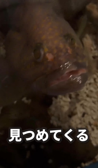 仲良くなったキジハタ