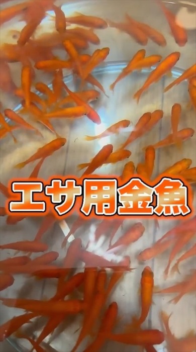 金魚にスプレーをかける理由