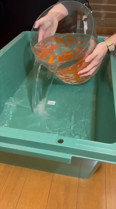 金魚にスプレーをかける理由