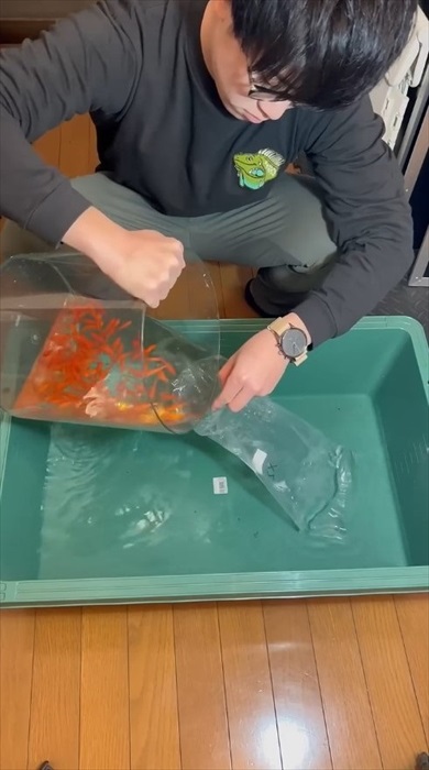 金魚にスプレーをかける理由