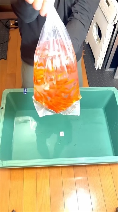 金魚にスプレーをかける理由