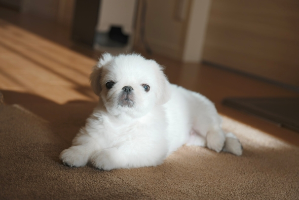 日向で座るワンコ