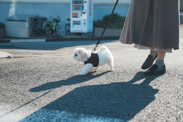 散歩するワンコ