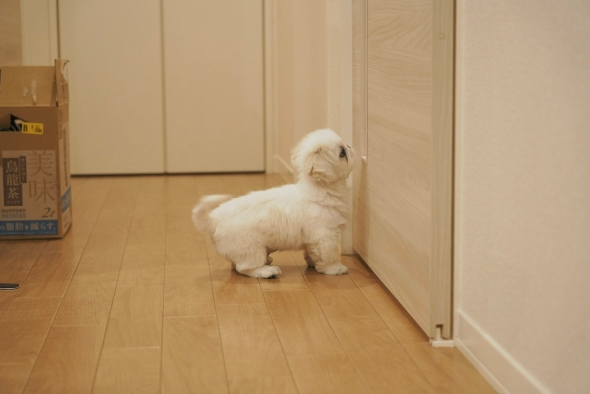 ドアの前に立つワンコ