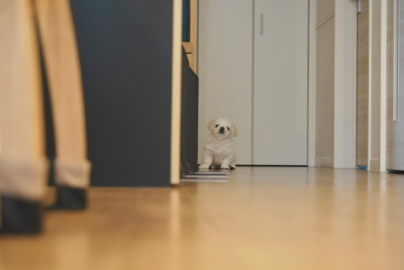 離れたところから見つめるワンコ