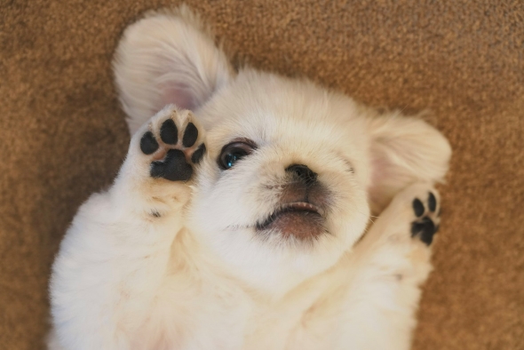 あお向けのワンコ