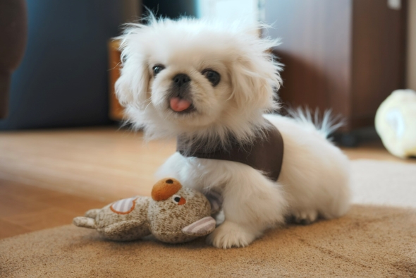 ハーネスをつけたワンコ