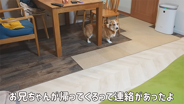 テーブルの下にいるワンコ