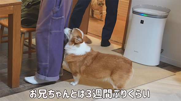 足に鼻をちょんするワンコ