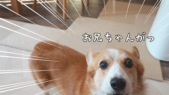 お兄ちゃんが！