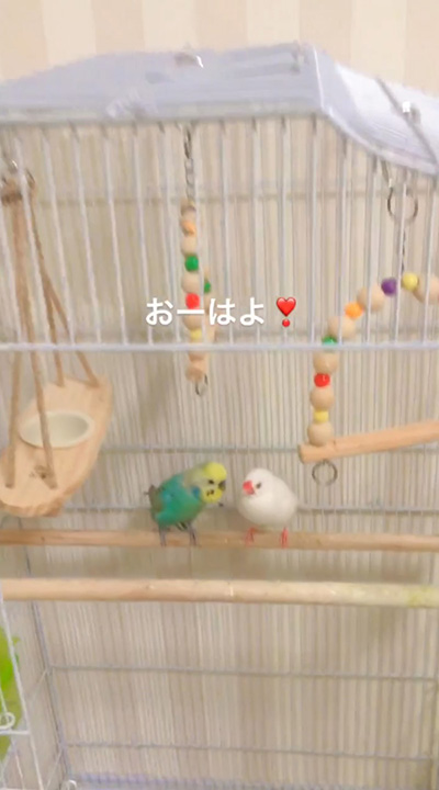 動画冒頭