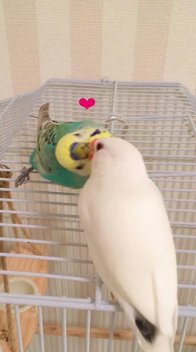 ハート