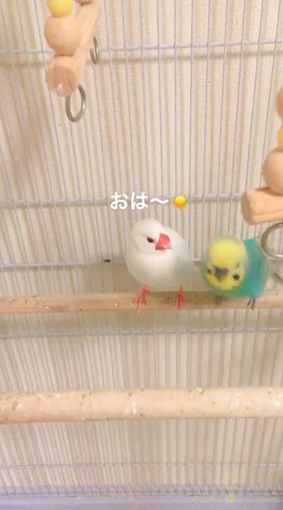 おは〜