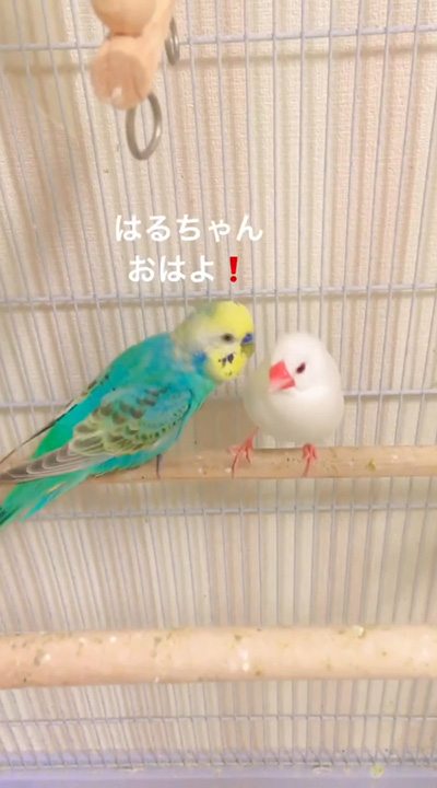 はるちゃんおはよう