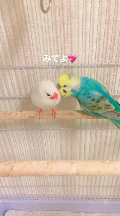 みてよ