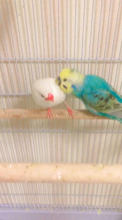 右からハルくん