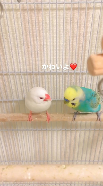 かわいいよ