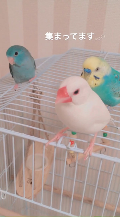 集まってます