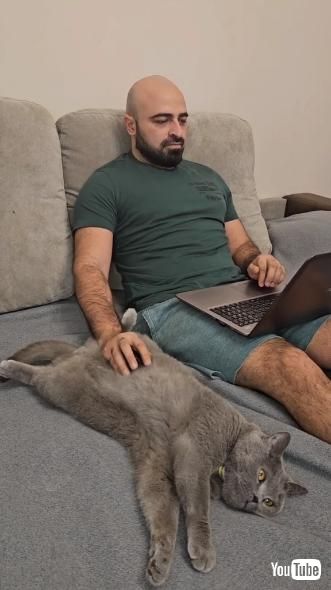 手を置かれた猫