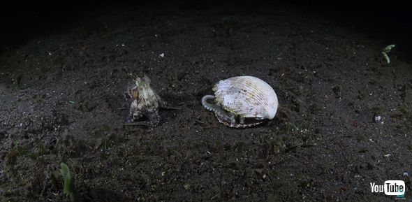 ココナッツオクトパス