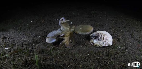 ココナッツオクトパス